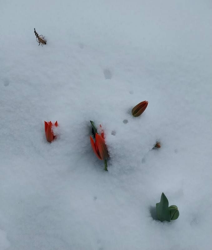 Місто в циклоні Norbert очима коломиян | Добірка фото 10