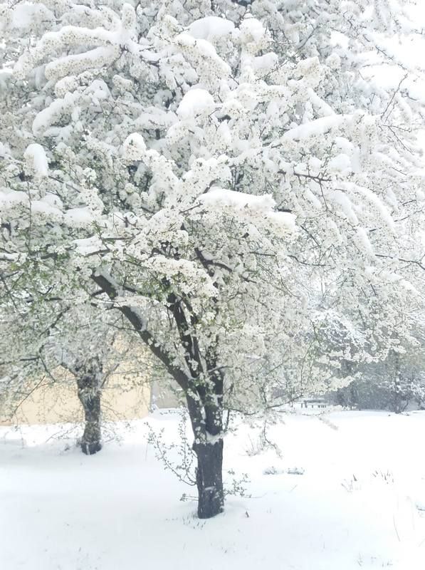 Місто в циклоні Norbert очима коломиян | Добірка фото 15