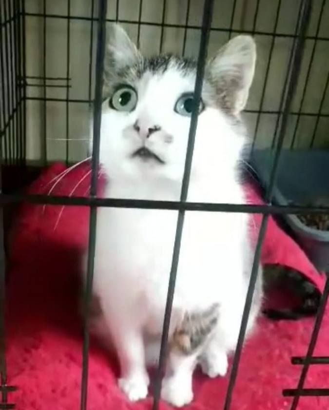 Милі чотирилапі друзі шукають домівку в Коломиї 2