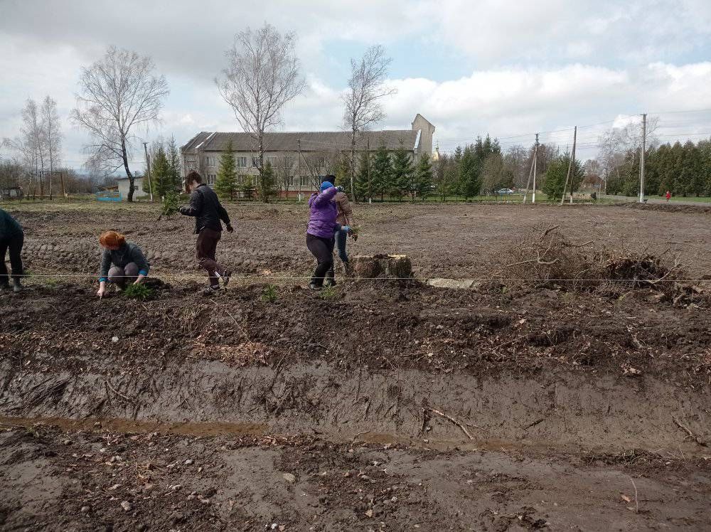 Мешканці П'ядицької ТГ висадили майже 900 ялинок 6