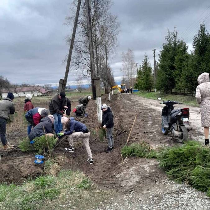 Мешканці П'ядицької ТГ висадили майже 900 ялинок 3