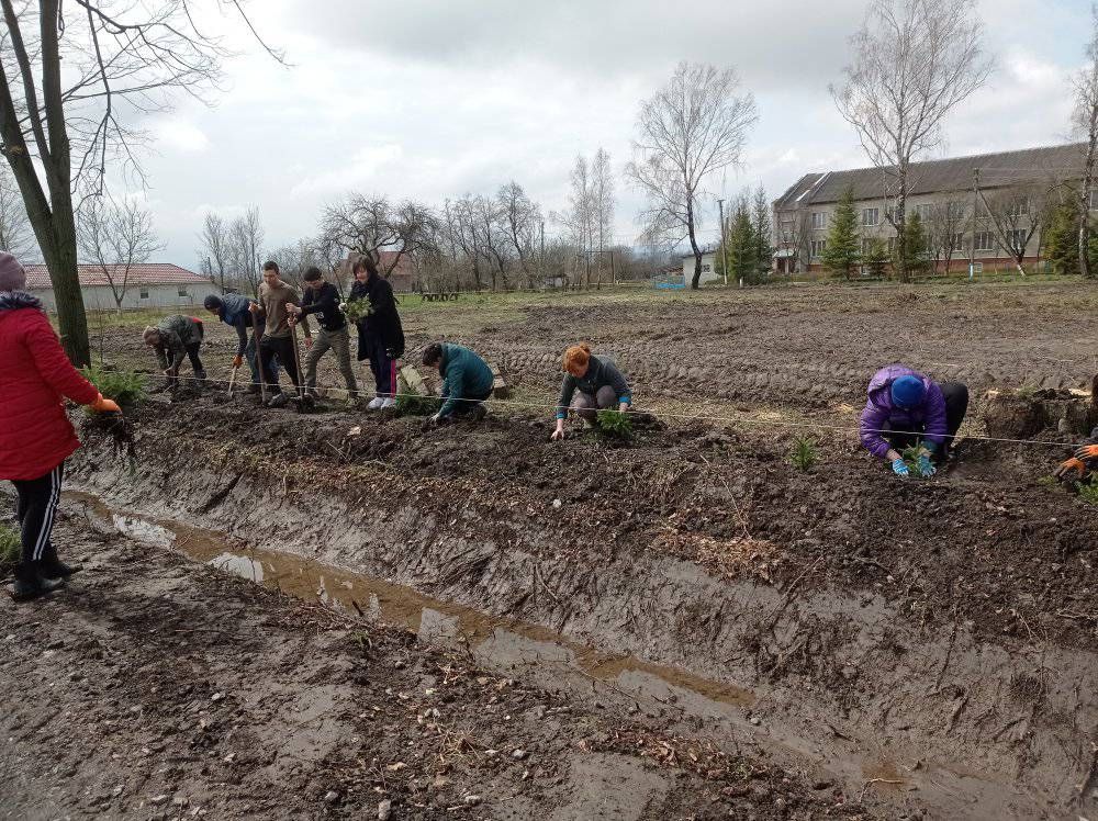 Мешканці П'ядицької ТГ висадили майже 900 ялинок 5