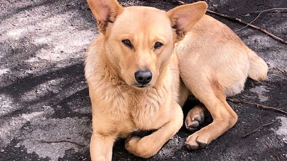 Малі чотирилапі шукають домівку в Коломиї 9