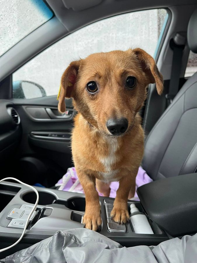 Малі чотирилапі шукають домівку в Коломиї 8