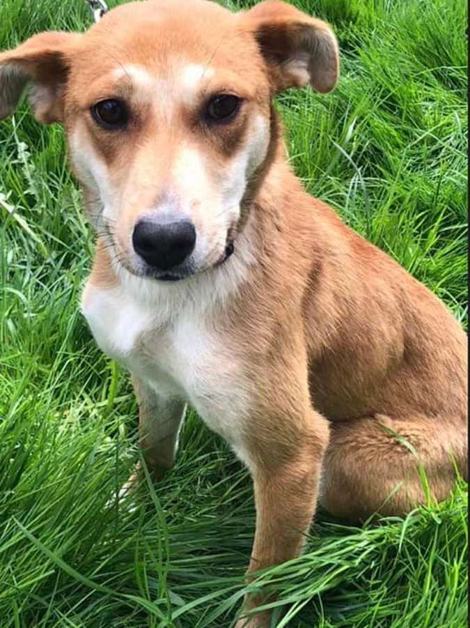 Малі чотирилапі шукають домівку в Коломиї 3