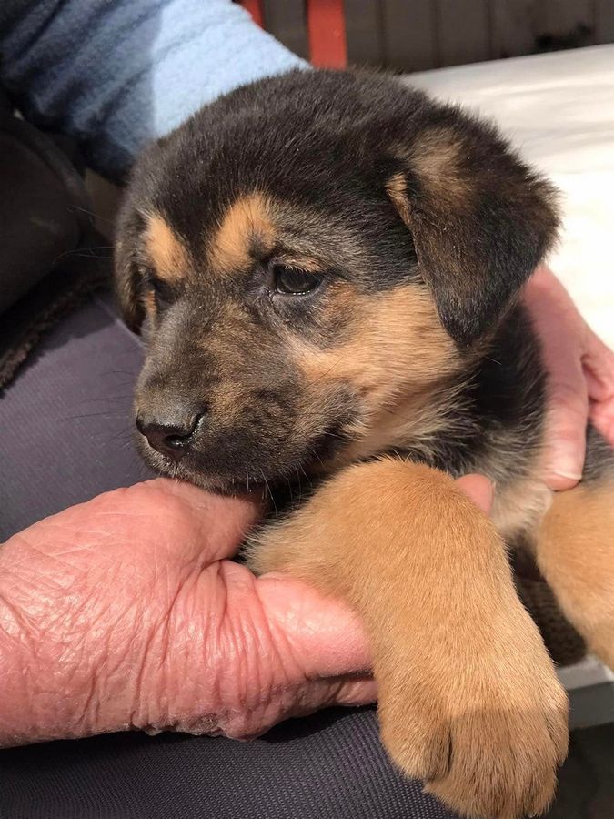 Малі чотирилапі шукають домівку в Коломиї 6