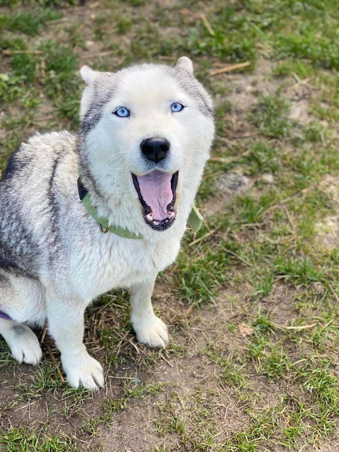 Малі чотирилапі шукають домівку в Коломиї 4