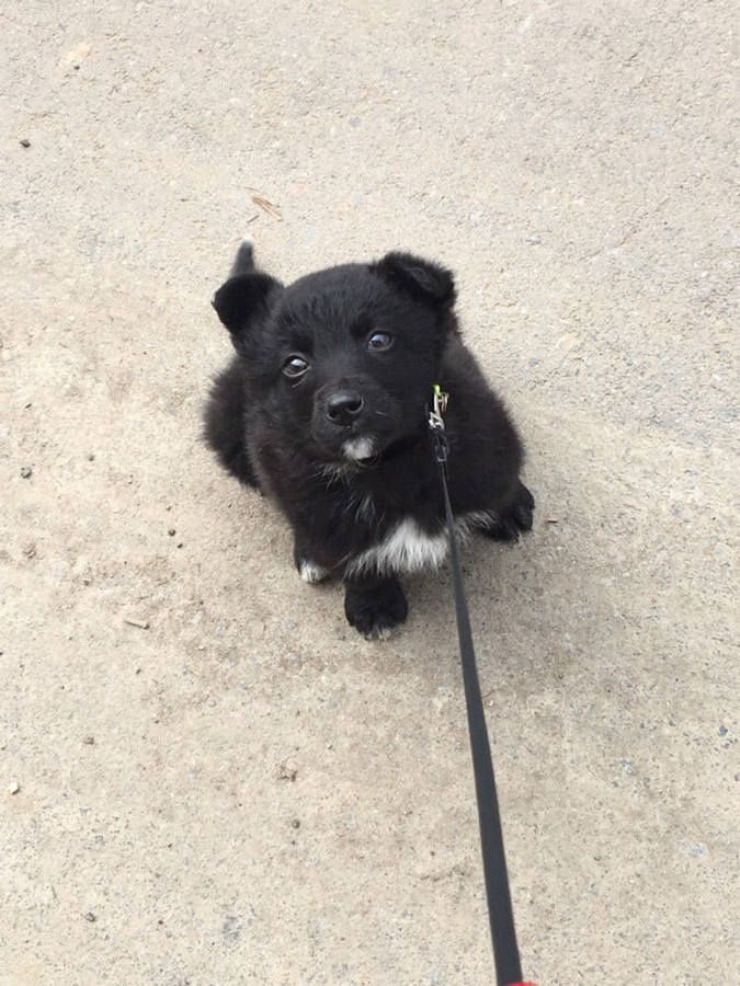 Малі чотирилапі шукають домівку в Коломиї 2