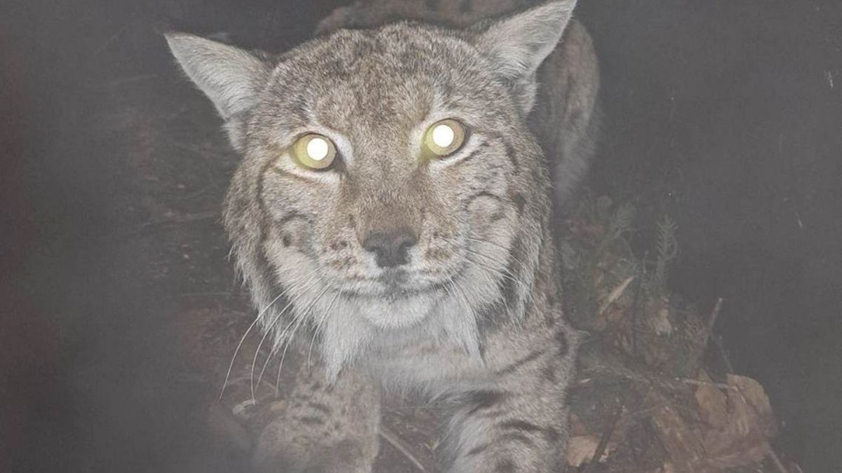 Рись Станіслав потрапив у фотопастку 1