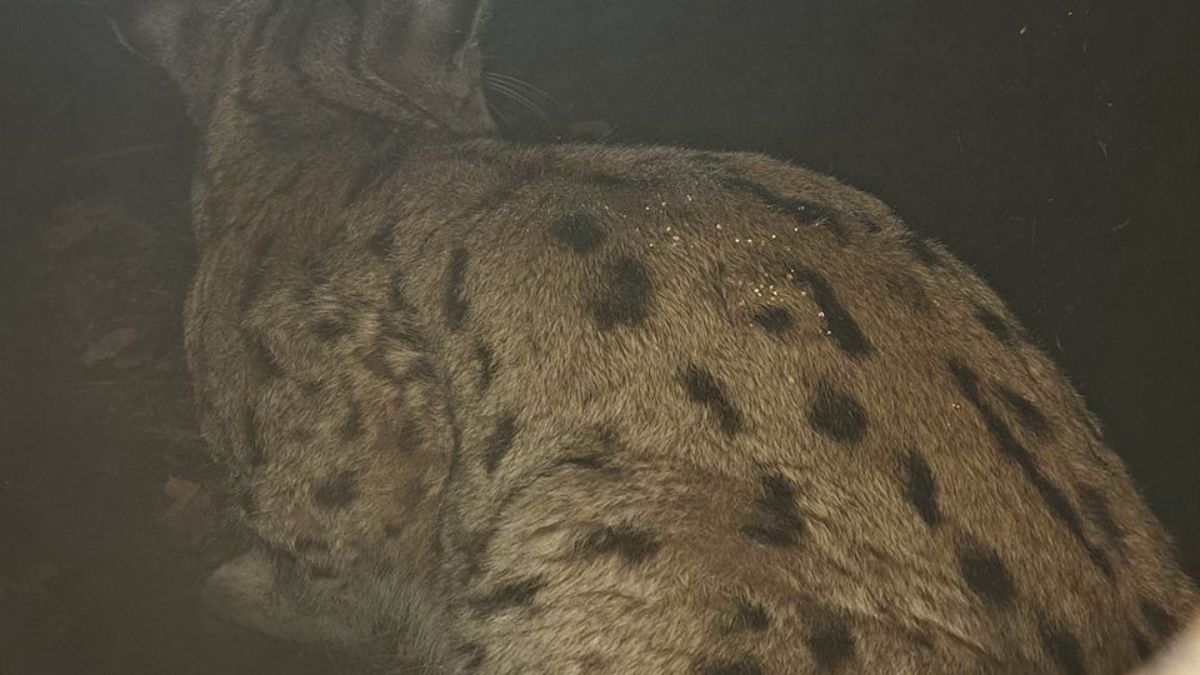 Рись Станіслав потрапив у фотопастку 2