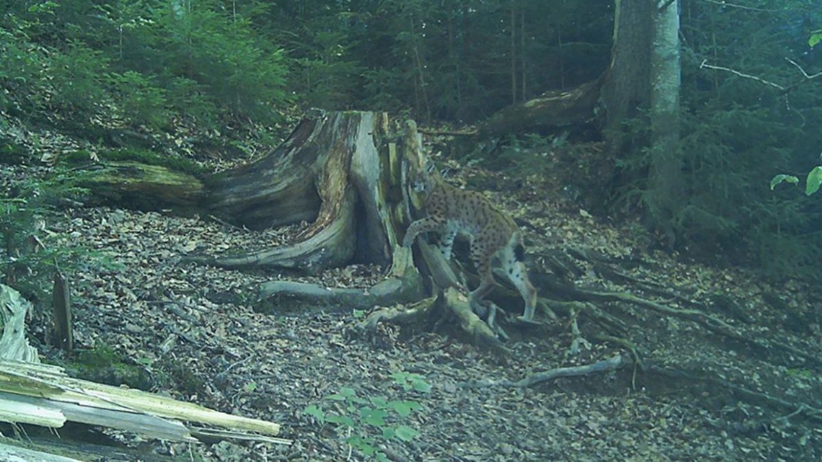 Рись Станіслав потрапив у фотопастку 3