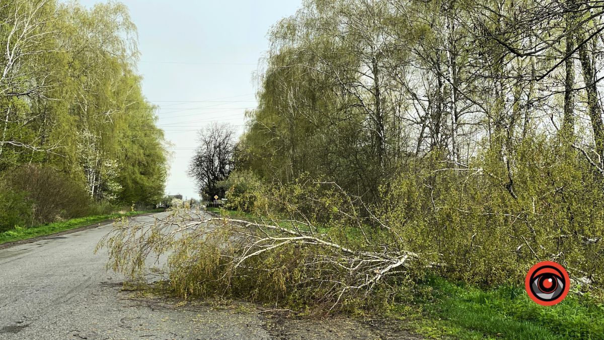 На Коломийщині дерево впало на дорогу