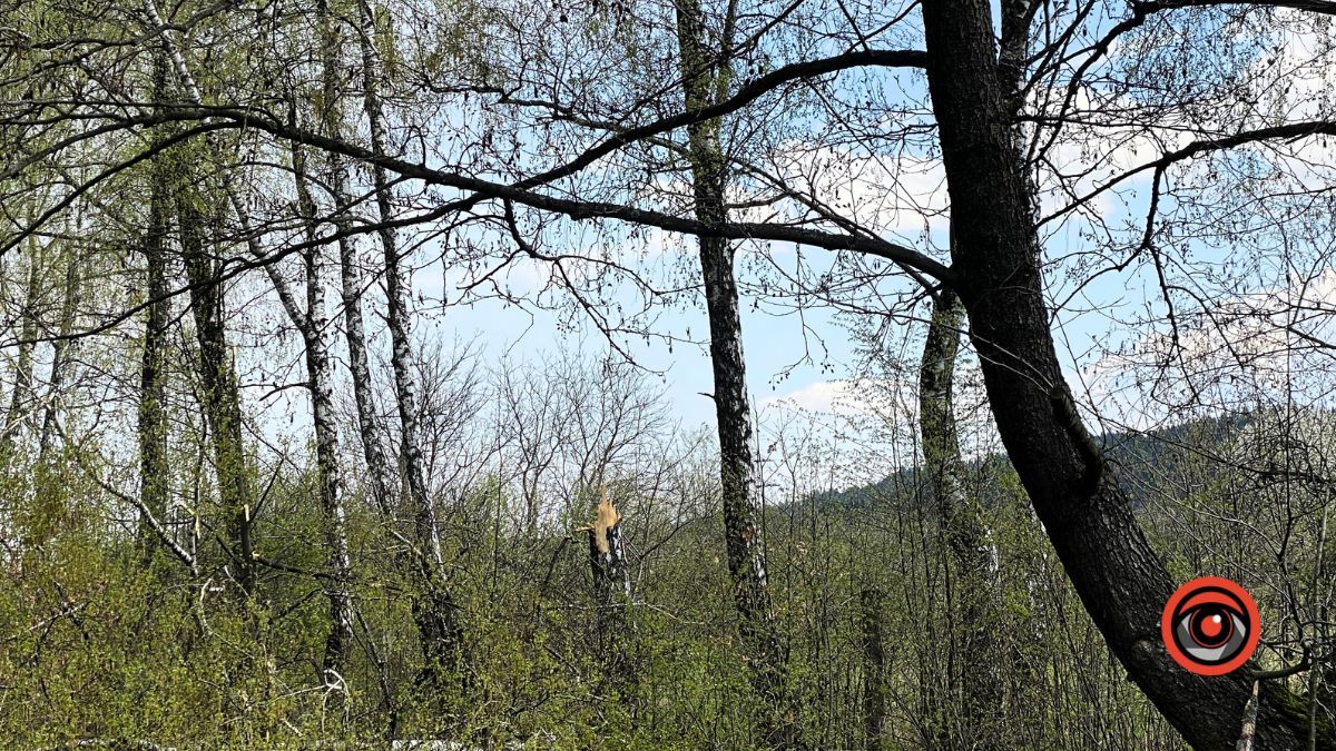 На Коломийщині дерево впало на дорогу 1