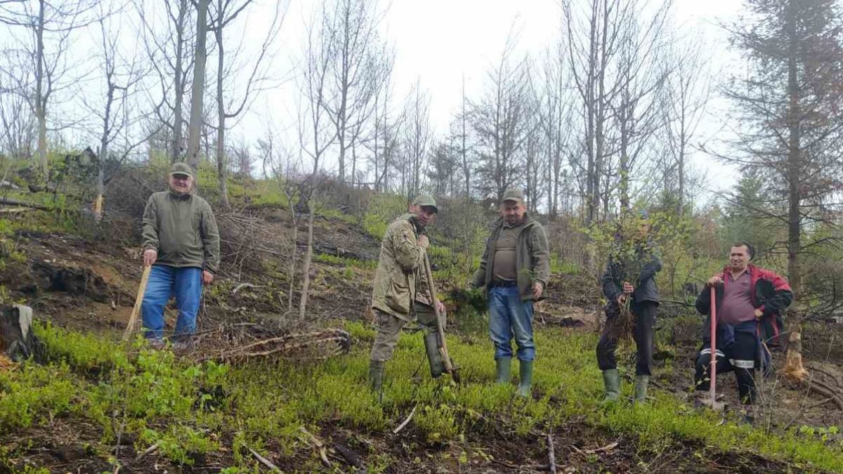 У Нацпарку "Гуцульщина" висадили понад 2 тисячі дерев 1
