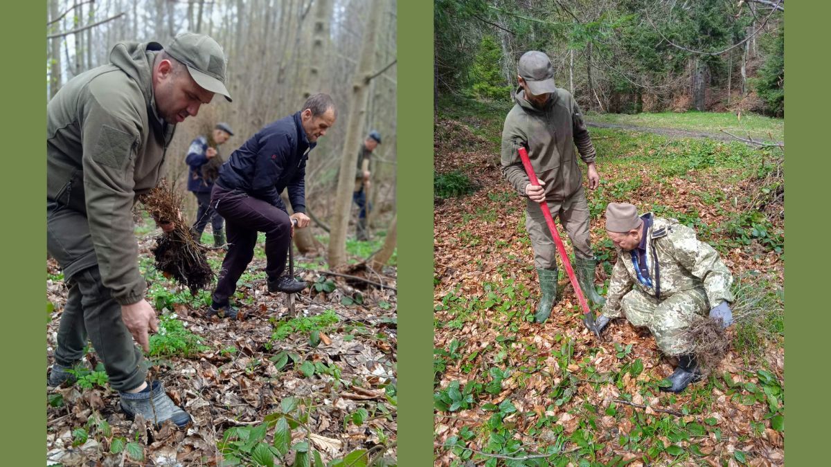У Нацпарку "Гуцульщина" висадили понад 2 тисячі дерев 2