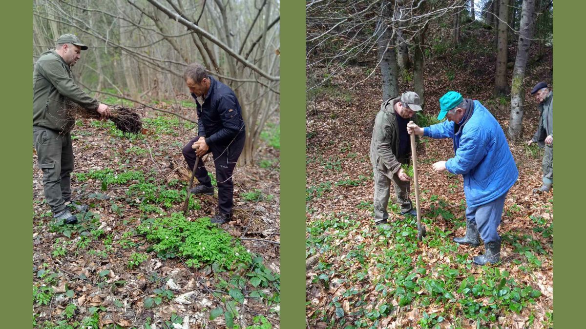 У Нацпарку "Гуцульщина" висадили понад 2 тисячі дерев 3