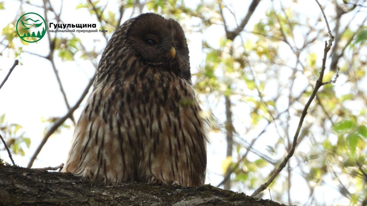 Сова двохвоста - мешканка Карпатських лісів 1