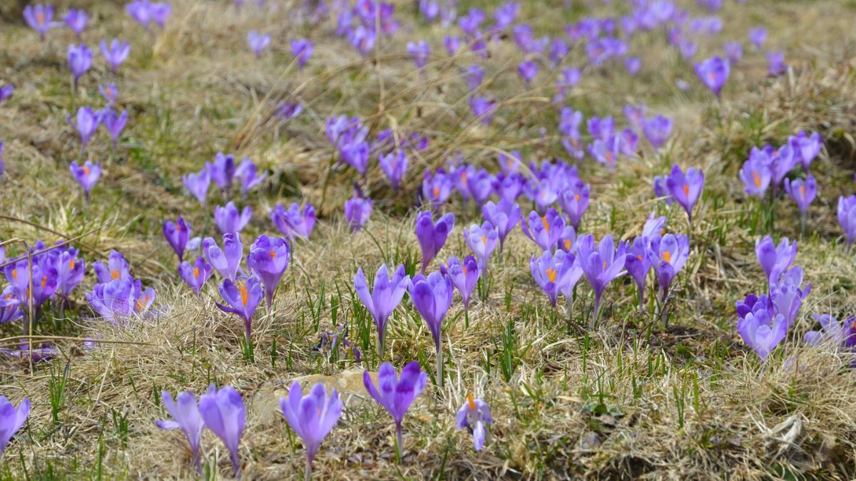 На Прикарпатті фотопастки "вполювали" чимало диких тварин 6