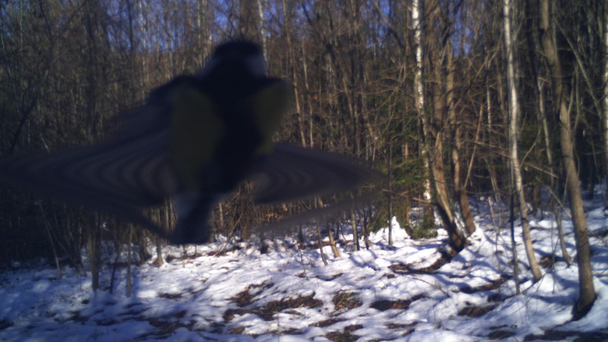 На Прикарпатті фотопастки "вполювали" чимало диких тварин 3