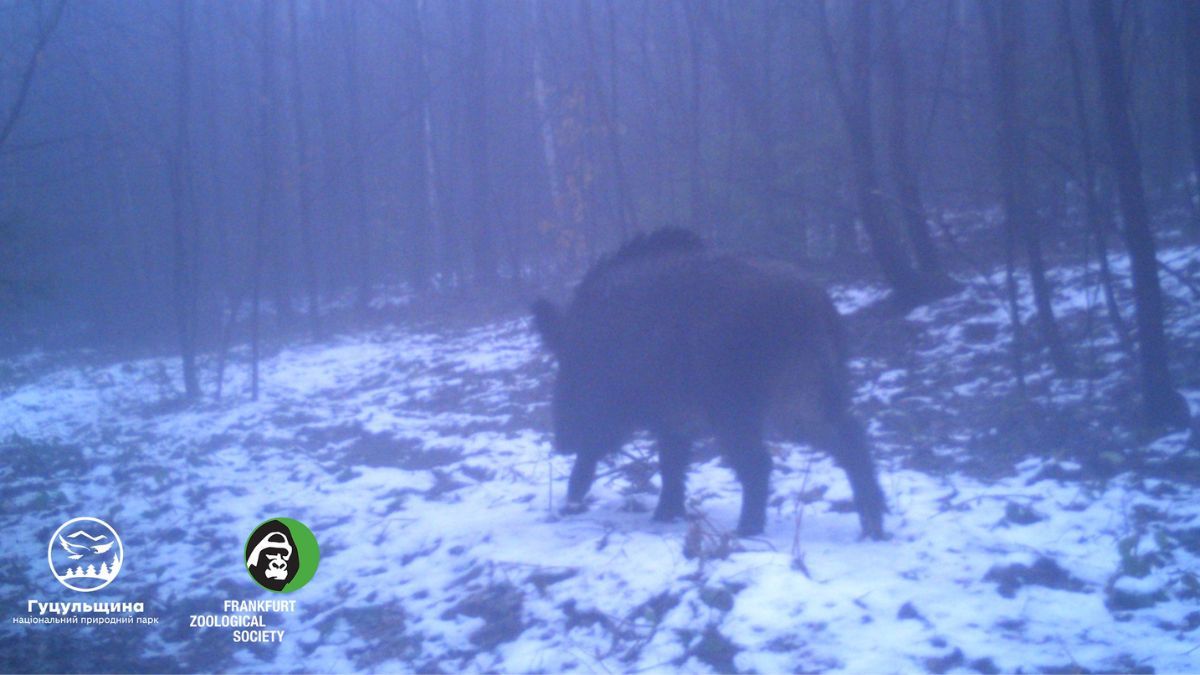 На Прикарпатті фотопастки "вполювали" чимало диких тварин 2