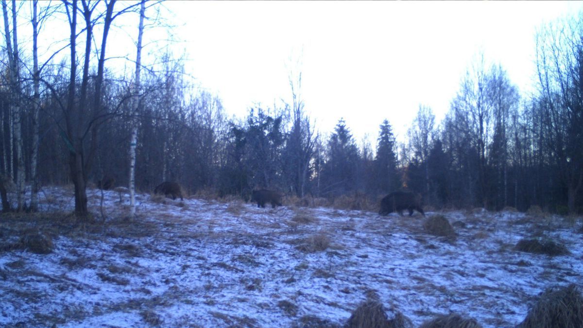 На Прикарпатті фотопастки "вполювали" чимало диких тварин 1