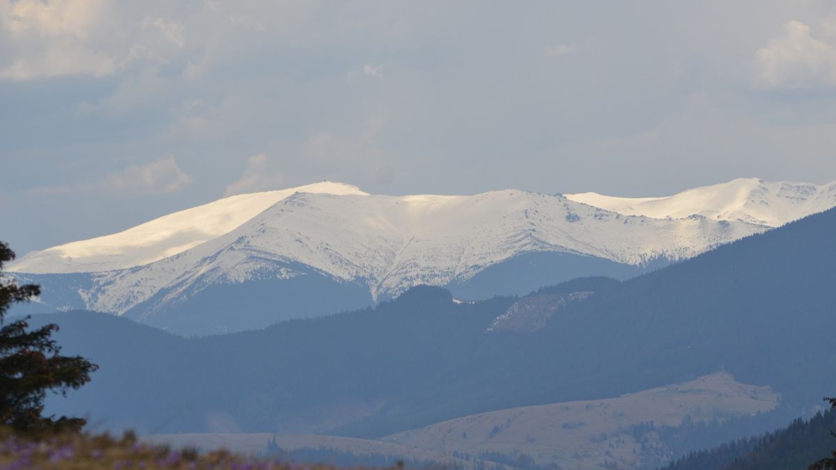 На Прикарпатті фотопастки "вполювали" чимало диких тварин 7