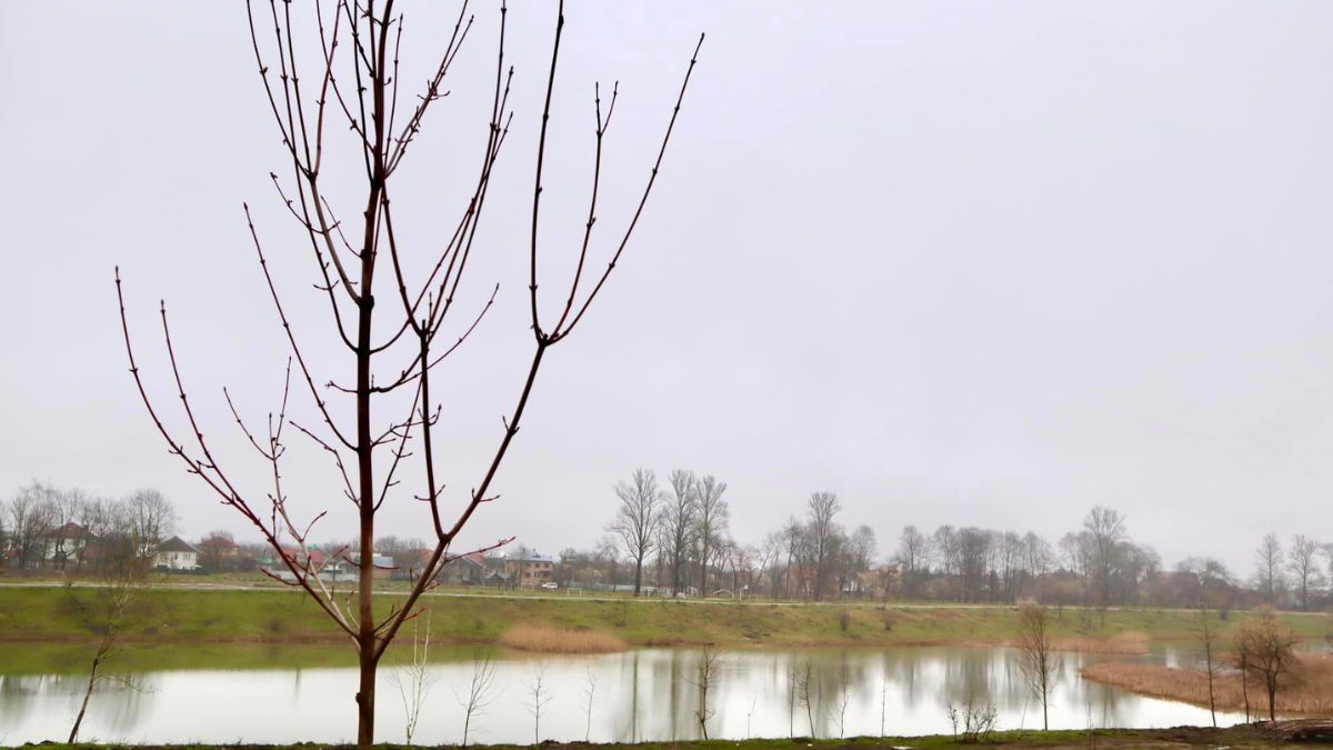 Біля Пруту в Коломиї висадили 125 дерев 2