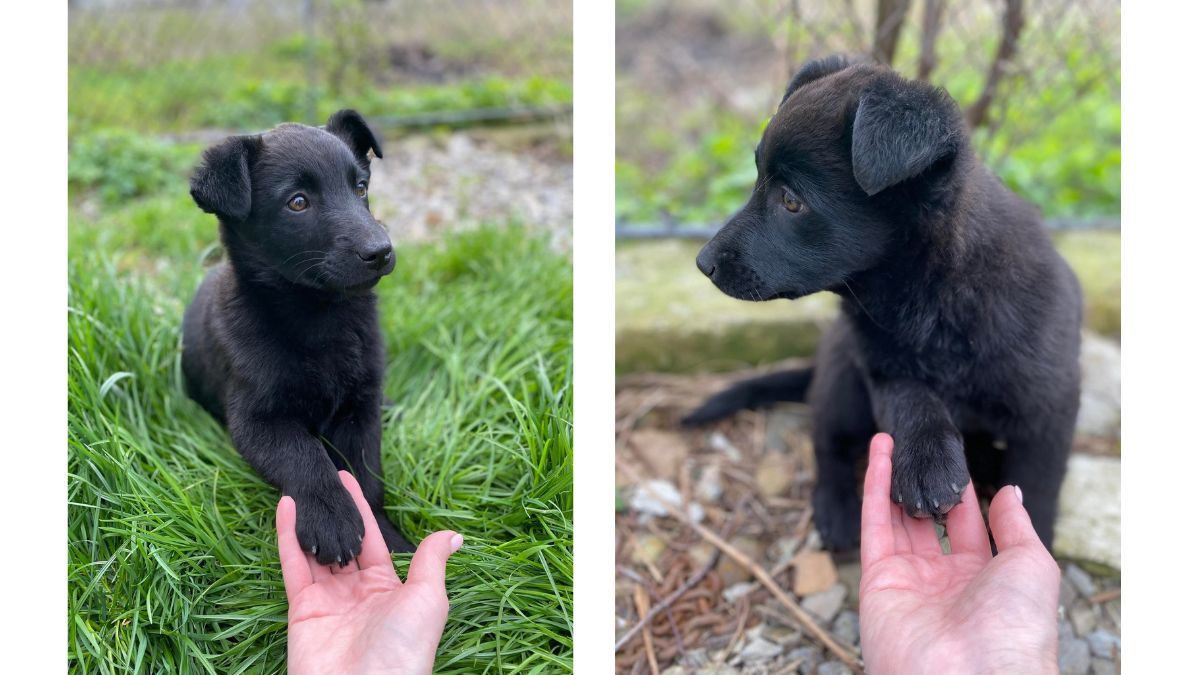 Малі чотирилапі шукають домівку в Коломиї 1