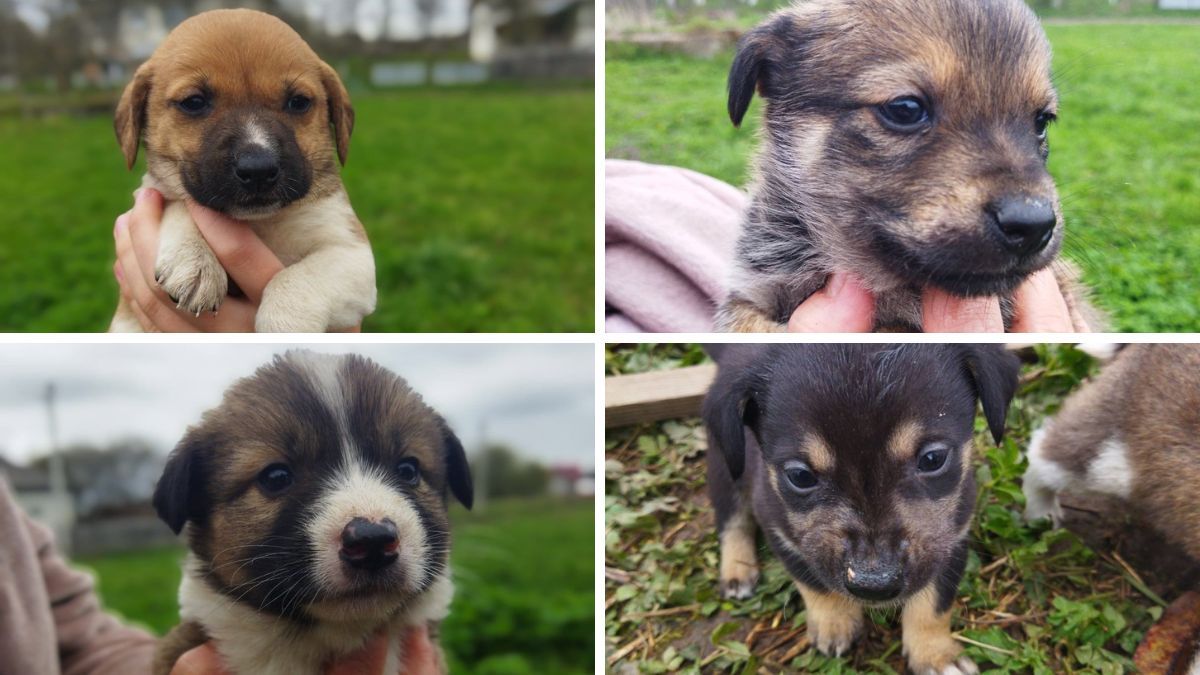 Малі чотирилапі шукають домівку в Коломиї 7