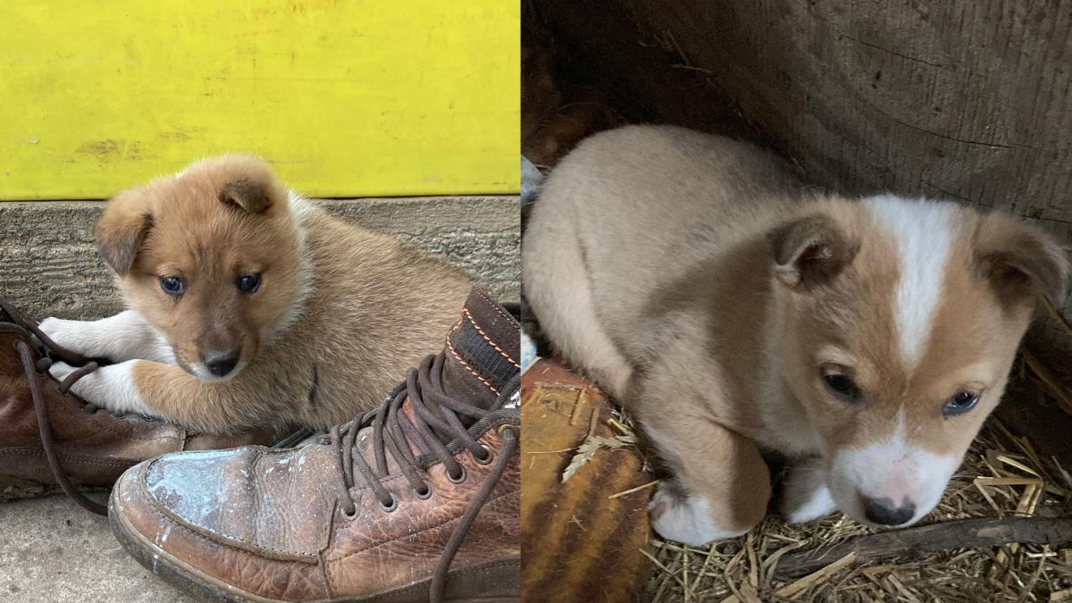 Милі чотирилапі друзі шукають домівку в Коломиї 10