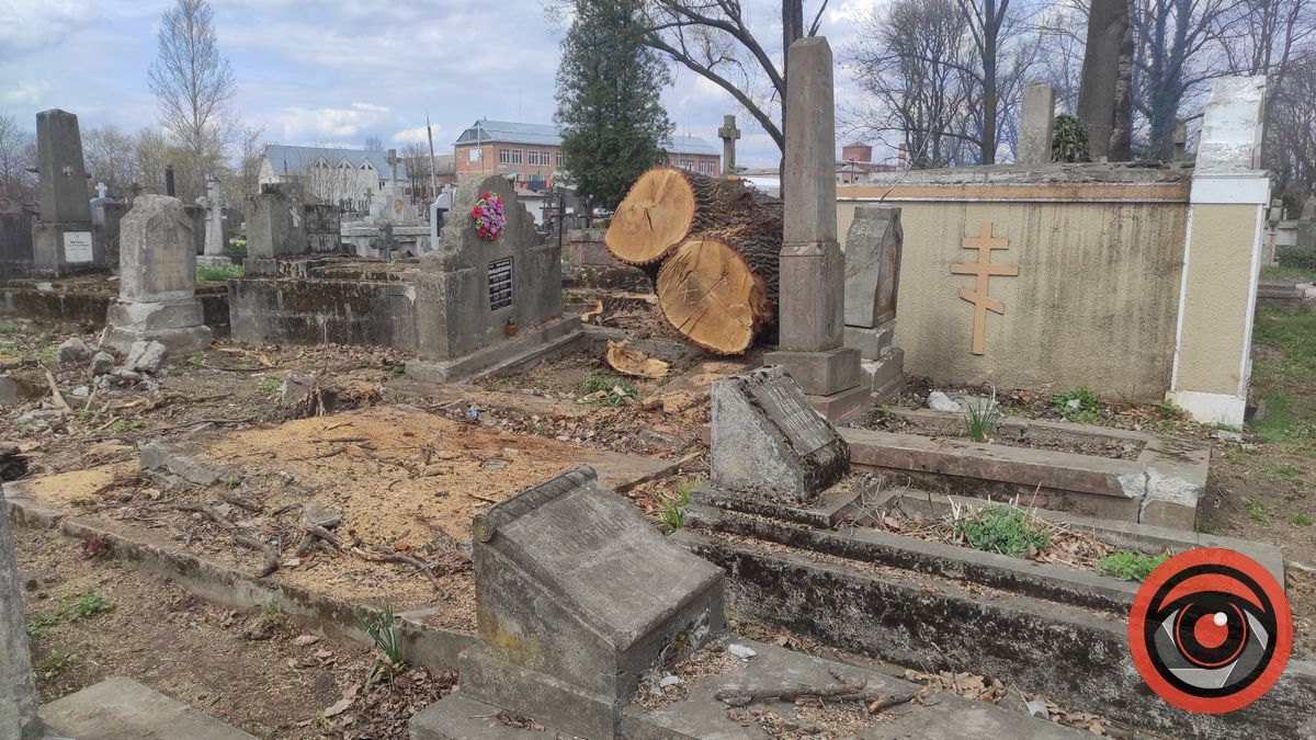 Що нарубали озеленювачі в Коломиї: вражаюча п’ятирічка | частина 2 5