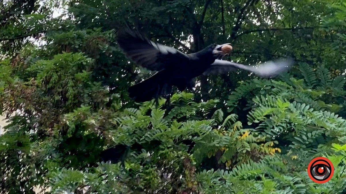 Птахи Коломиї | фоторепортаж 1