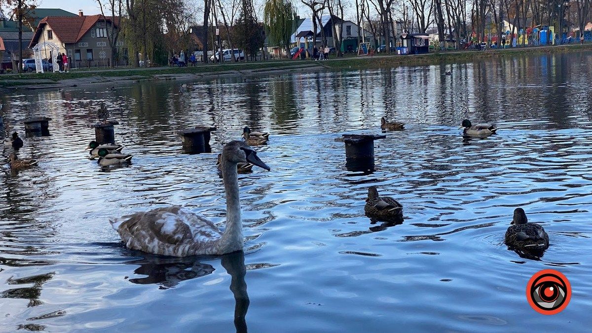 Птахи Коломиї | фоторепортаж 2