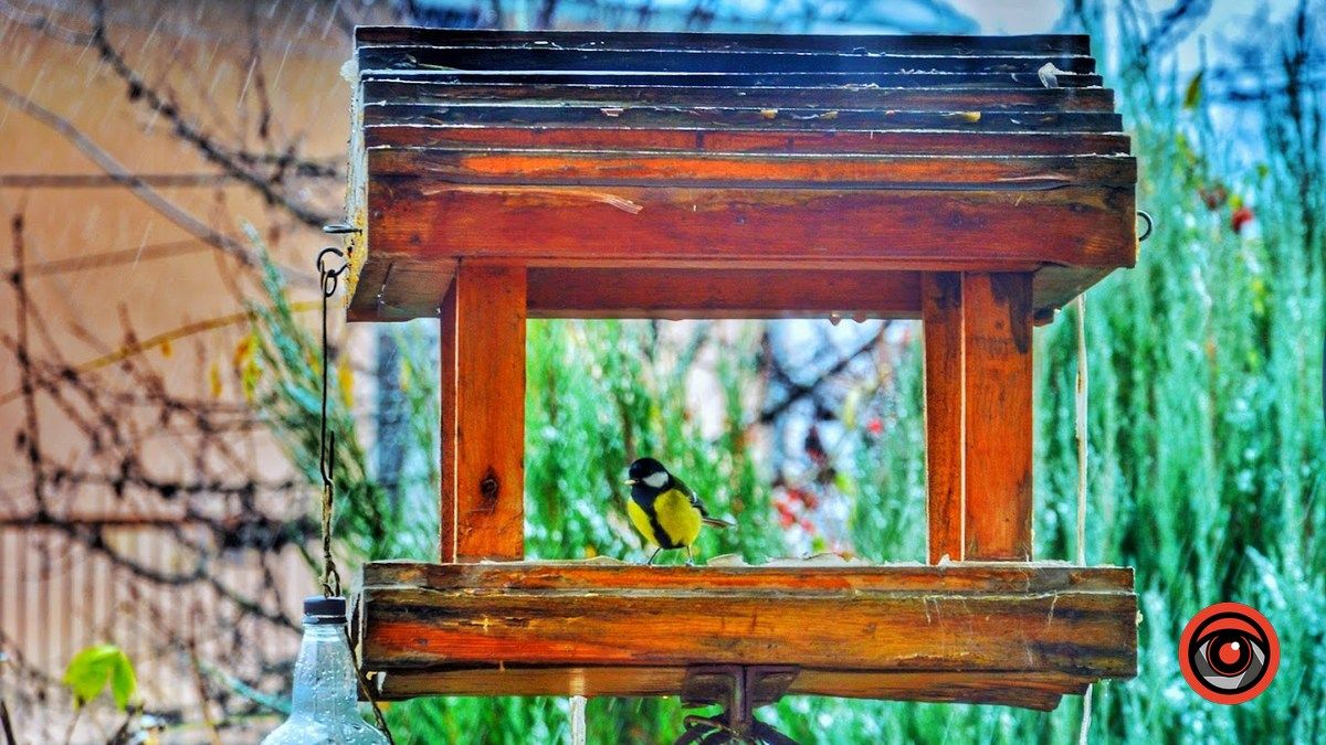 Птахи Коломиї | фоторепортаж 3