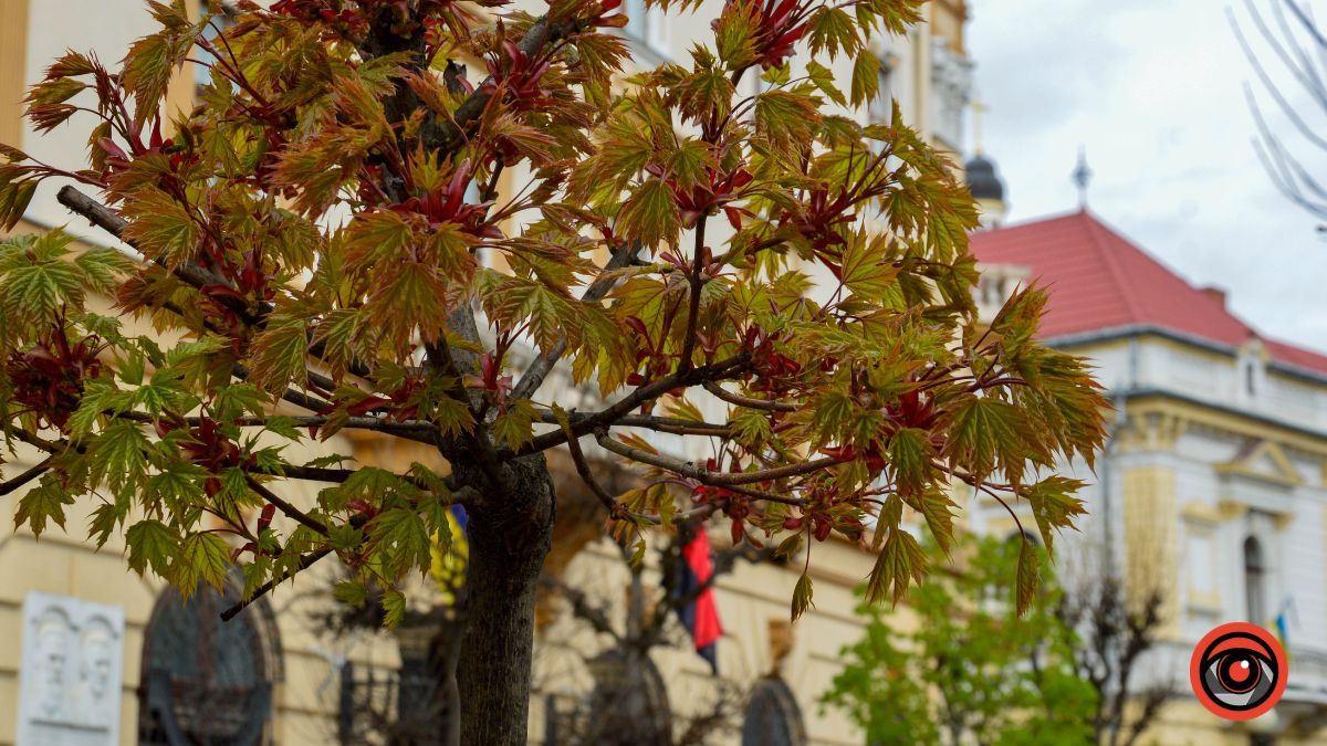 Один день у квітучій Коломиї: фоторепортаж 15