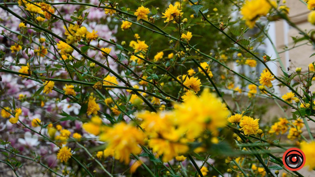 Один день у квітучій Коломиї: фоторепортаж 14