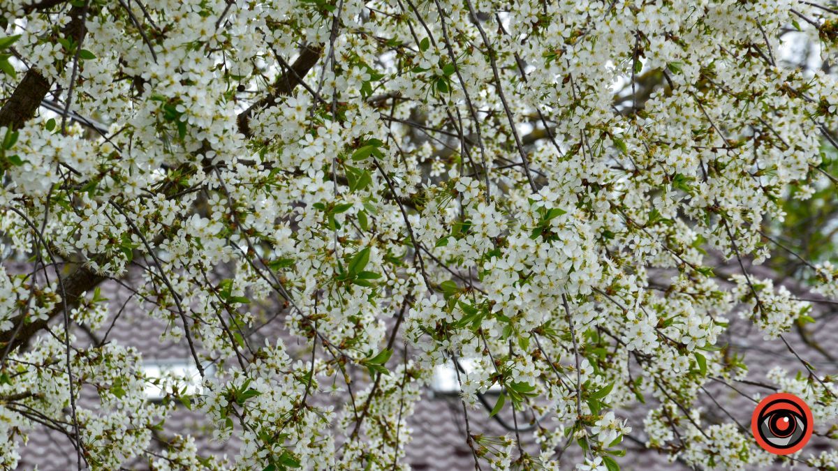 Один день у квітучій Коломиї: фоторепортаж 18