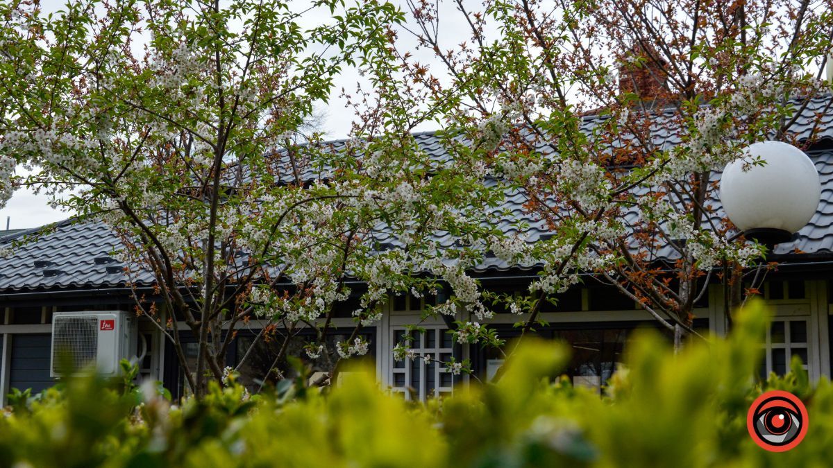 Один день у квітучій Коломиї: фоторепортаж 4