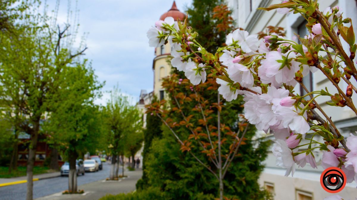 Один день у квітучій Коломиї: фоторепортаж 5