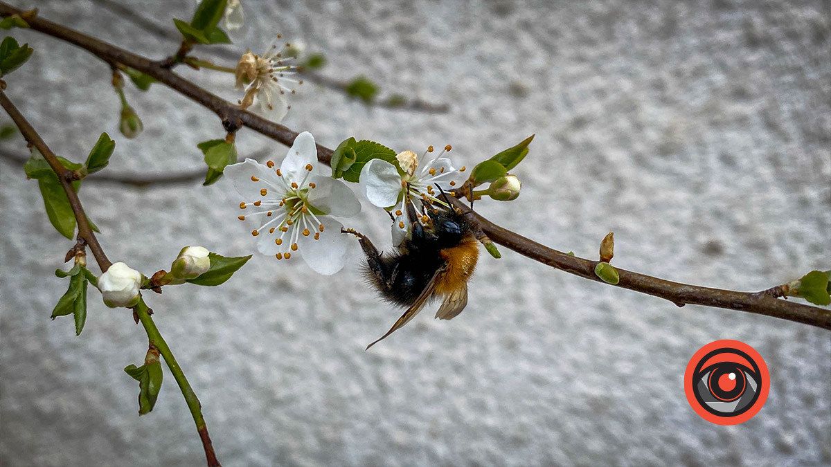 Тепленька п'ятниця: погода у Коломиї на 14 квітня