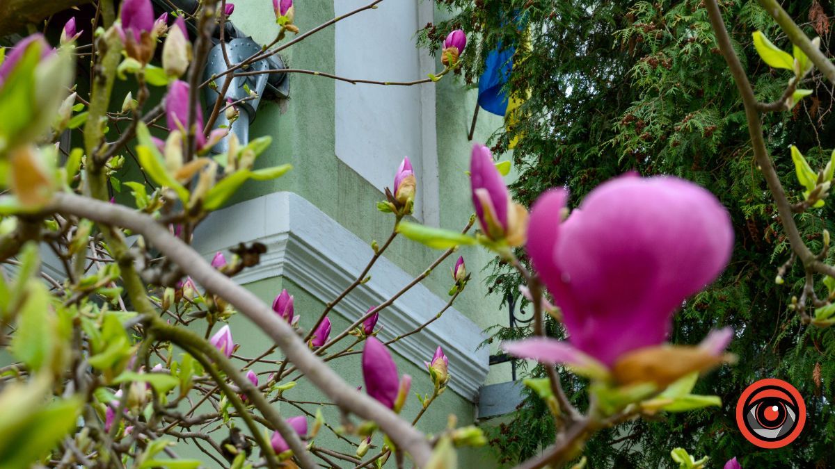 Ботанічна пам'ятка на вулиці Театральній в Коломиї 5