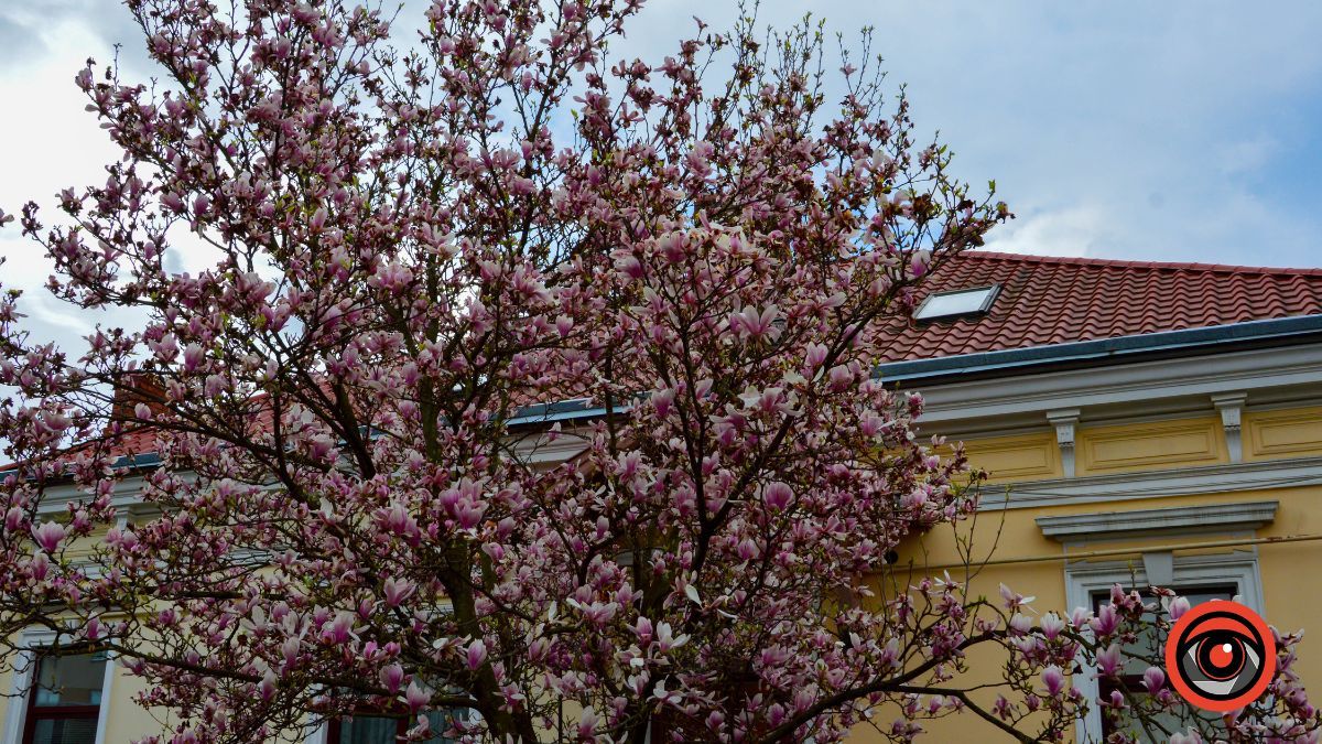 Весняна фотозона: де знайти магнолію в Коломиї 7