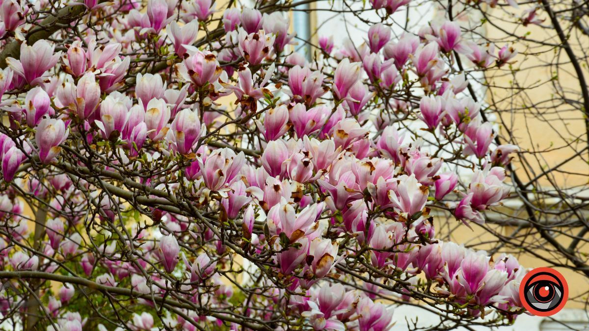 Весняна фотозона: де знайти магнолію в Коломиї 5