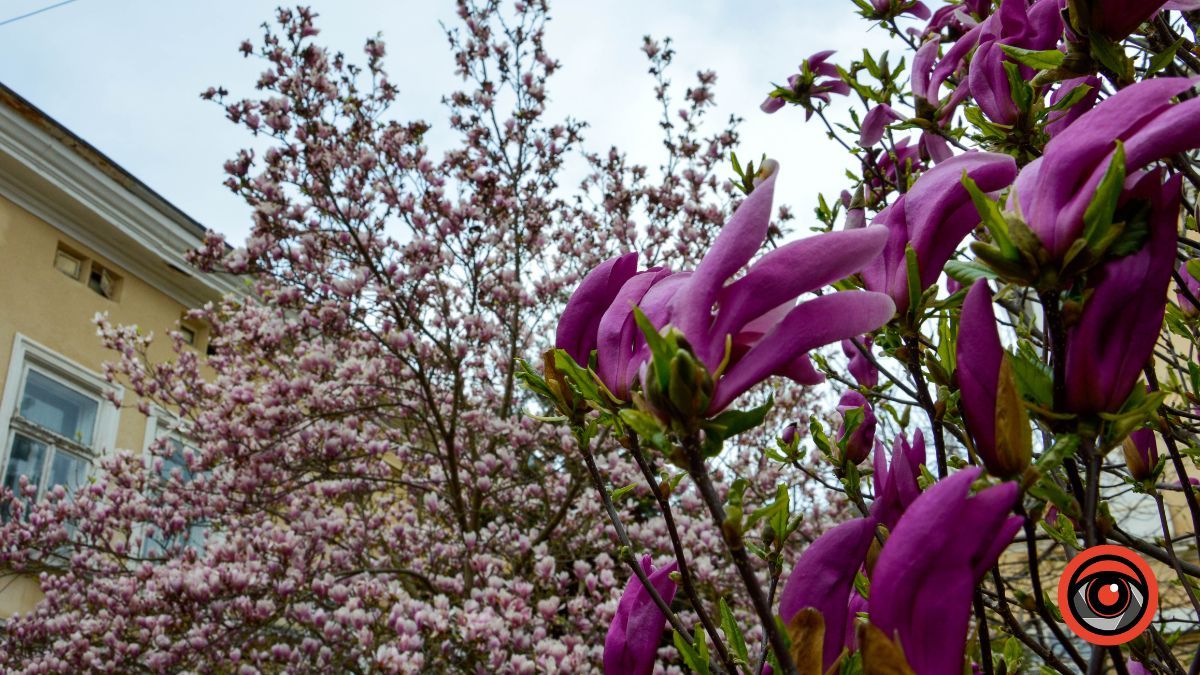 Весняна фотозона: де знайти магнолію в Коломиї 4