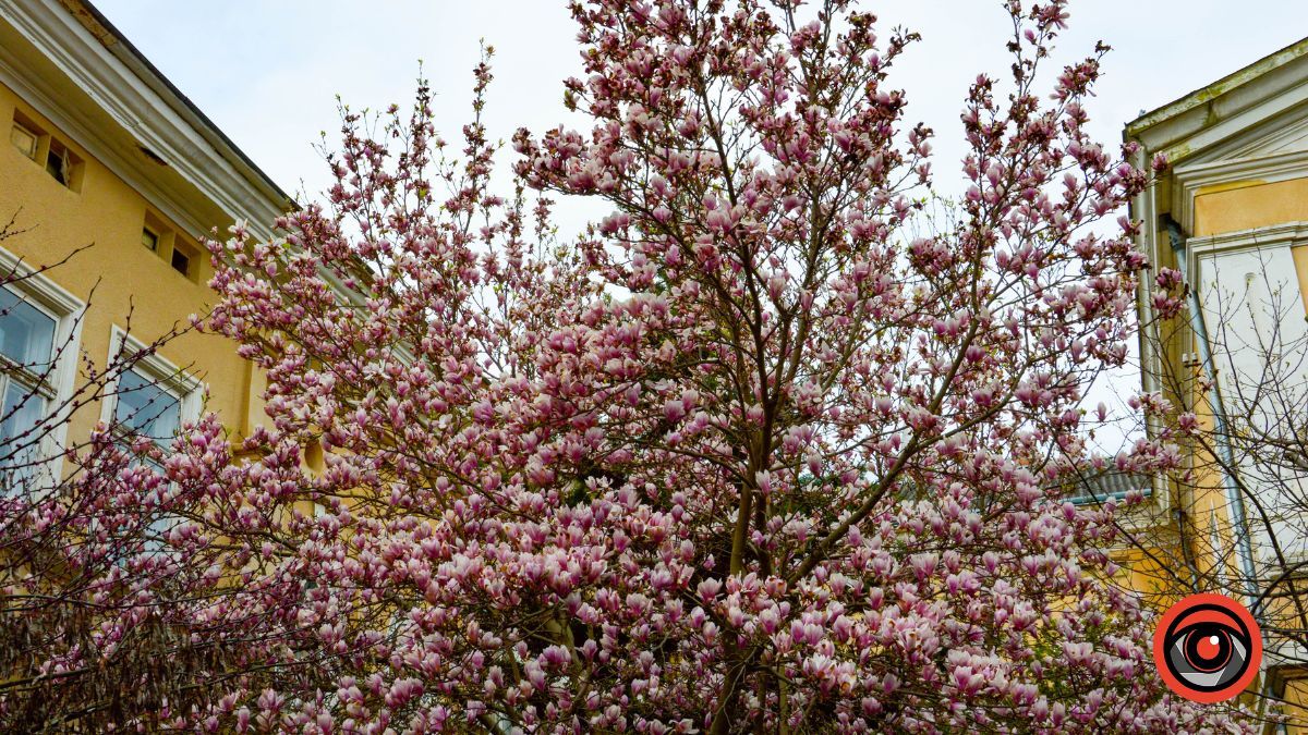 Весняна фотозона: де знайти магнолію в Коломиї 3