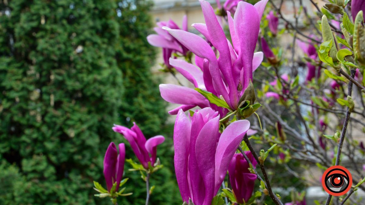 Весняна фотозона: де знайти магнолію в Коломиї 2