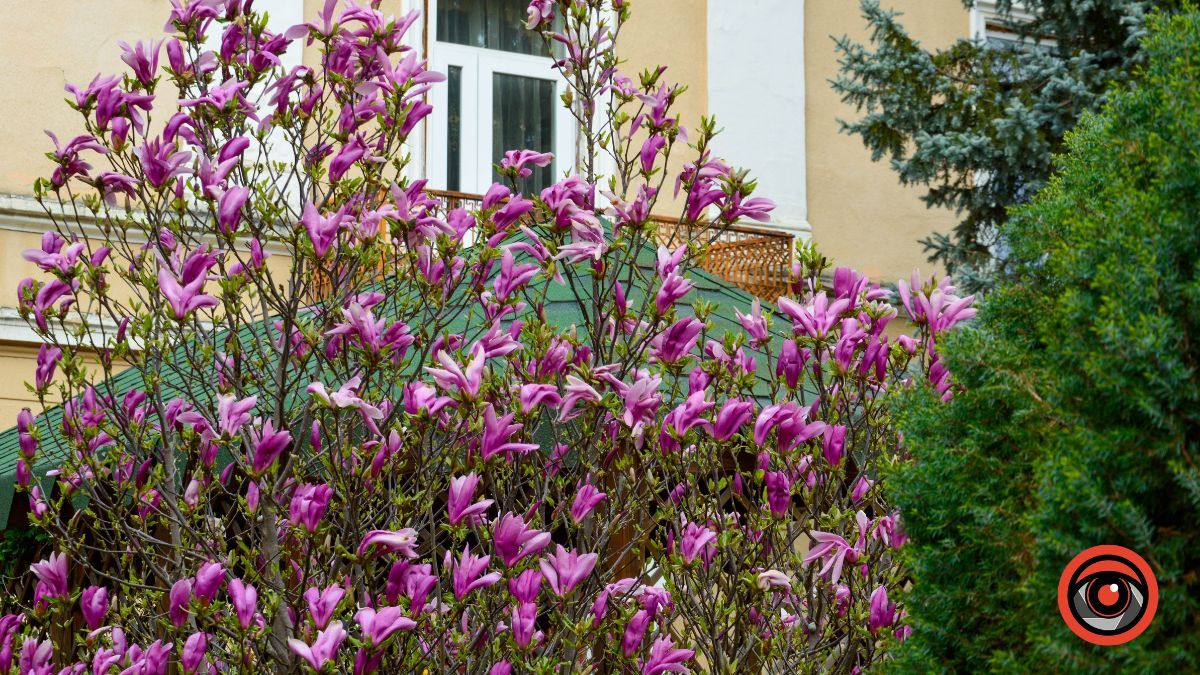 Весняна фотозона: де знайти магнолію в Коломиї 1