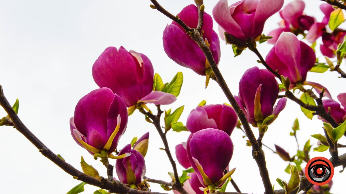 Ботанічна пам'ятка на вулиці Театральній в Коломиї 7