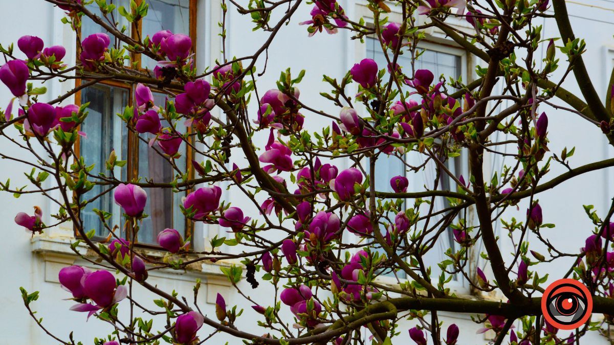 Ботанічна пам'ятка на вулиці Театральній в Коломиї 4