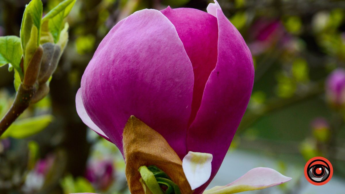 Ботанічна пам'ятка на вулиці Театральній в Коломиї 6